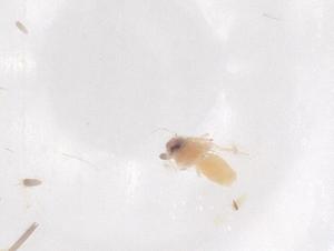  (Aleurotrachelus - CBG-B23890-B10)  @11 [ ] CreativeCommons - Attribution Share - Alike (2025) Centre for Biodiversity Genomics Centre for Biodiversity Genomics