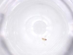  ( - CBG-B23958-E12)  @11 [ ] CreativeCommons - Attribution Share - Alike (2025) Centre for Biodiversity Genomics Centre for Biodiversity Genomics