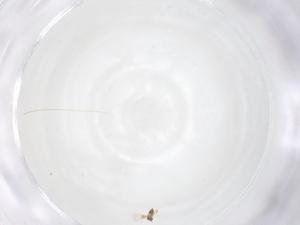  ( - CBG-B23966-A03)  @11 [ ] CreativeCommons - Attribution Share - Alike (2025) Centre for Biodiversity Genomics Centre for Biodiversity Genomics