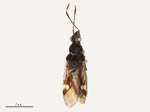  ( - CBG-B23995-A11)  @11 [ ] CreativeCommons - Attribution Share - Alike (2025) CBG Photography Group Centre for Biodiversity Genomics