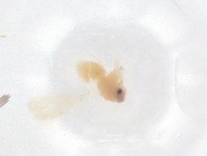  ( - CBG-B24194-G02)  @11 [ ] CreativeCommons - Attribution Share - Alike (2025) Centre for Biodiversity Genomics Centre for Biodiversity Genomics