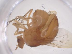  ( - CBG-B24195-C03)  @11 [ ] CreativeCommons - Attribution Share - Alike (2025) Centre for Biodiversity Genomics Centre for Biodiversity Genomics