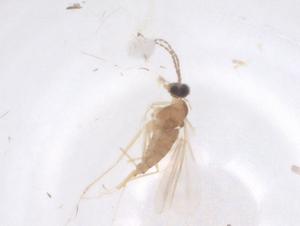  ( - CBG-B24195-E02)  @11 [ ] CreativeCommons - Attribution Share - Alike (2025) Centre for Biodiversity Genomics Centre for Biodiversity Genomics