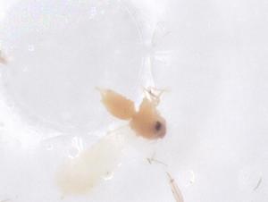  ( - CBG-B24195-G09)  @11 [ ] CreativeCommons - Attribution Share - Alike (2025) Centre for Biodiversity Genomics Centre for Biodiversity Genomics