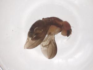  ( - CBG-B24272-H08)  @11 [ ] CreativeCommons - Attribution Share - Alike (2025) Centre for Biodiversity Genomics Centre for Biodiversity Genomics