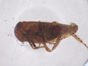  ( - CBG-B00338-F06)  @11 [ ] CreativeCommons - Attribution Share - Alike (2025) Centre for Biodiversity Genomics Centre for Biodiversity Genomics