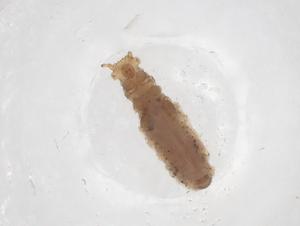  ( - CBG-B02636-B03)  @11 [ ] CreativeCommons - Attribution Share - Alike (2025) Centre for Biodiversity Genomics Centre for Biodiversity Genomics