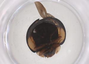  ( - CBG-B02639-A02)  @11 [ ] CreativeCommons - Attribution Share - Alike (2025) Centre for Biodiversity Genomics Centre for Biodiversity Genomics