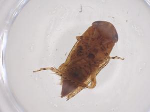  ( - CBG-B02639-D03)  @11 [ ] CreativeCommons - Attribution Share - Alike (2025) Centre for Biodiversity Genomics Centre for Biodiversity Genomics