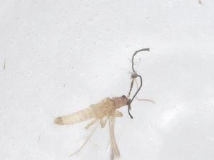  ( - CBG-B02656-F06)  @11 [ ] CreativeCommons - Attribution Share - Alike (2025) Centre for Biodiversity Genomics Centre for Biodiversity Genomics