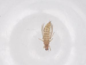  ( - CBG-B02657-E09)  @11 [ ] CreativeCommons - Attribution Share - Alike (2025) Centre for Biodiversity Genomics Centre for Biodiversity Genomics