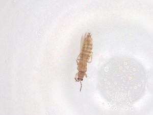  ( - CBG-B02657-G02)  @11 [ ] CreativeCommons - Attribution Share - Alike (2025) Centre for Biodiversity Genomics Centre for Biodiversity Genomics