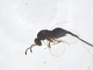  ( - CBG-B02669-E12)  @11 [ ] CreativeCommons - Attribution Share - Alike (2025) Centre for Biodiversity Genomics Centre for Biodiversity Genomics