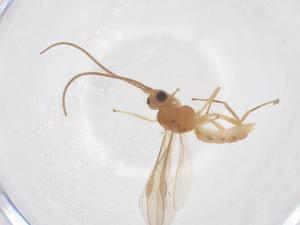  (Acrocerilia - CBG-B02669-G08)  @11 [ ] CreativeCommons - Attribution Share - Alike (2025) Centre for Biodiversity Genomics Centre for Biodiversity Genomics