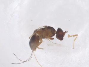  (Eupristina altissima - CBG-B02670-B11)  @11 [ ] CreativeCommons - Attribution Share - Alike (2025) Centre for Biodiversity Genomics Centre for Biodiversity Genomics