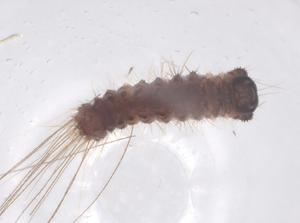  ( - CBG-B02672-G11)  @11 [ ] CreativeCommons - Attribution Share - Alike (2025) Centre for Biodiversity Genomics Centre for Biodiversity Genomics