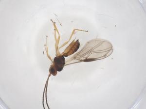  ( - CBG-B02715-C08)  @11 [ ] CreativeCommons - Attribution Share - Alike (2025) Centre for Biodiversity Genomics Centre for Biodiversity Genomics