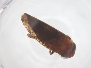  ( - CBG-B02715-G01)  @11 [ ] CreativeCommons - Attribution Share - Alike (2025) Centre for Biodiversity Genomics Centre for Biodiversity Genomics