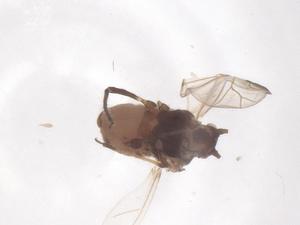  ( - CBG-B11959-A05)  @11 [ ] CreativeCommons - Attribution Share - Alike (2025) Centre for Biodiversity Genomics Centre for Biodiversity Genomics