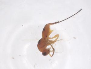  ( - CBG-B11962-A10)  @11 [ ] CreativeCommons - Attribution Share - Alike (2025) Centre for Biodiversity Genomics Centre for Biodiversity Genomics