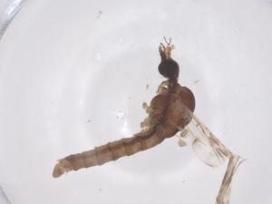  ( - CBG-B11962-C07)  @11 [ ] CreativeCommons - Attribution Share - Alike (2025) Centre for Biodiversity Genomics Centre for Biodiversity Genomics