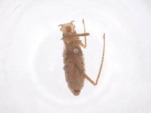  ( - CBG-B11977-B01)  @11 [ ] CreativeCommons - Attribution Share - Alike (2025) Centre for Biodiversity Genomics Centre for Biodiversity Genomics