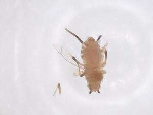  (Cervaphidini - CBG-B11977-G04)  @11 [ ] CreativeCommons - Attribution Share - Alike (2025) Centre for Biodiversity Genomics Centre for Biodiversity Genomics