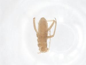  ( - CBG-B11979-H06)  @11 [ ] CreativeCommons - Attribution Share - Alike (2025) Centre for Biodiversity Genomics Centre for Biodiversity Genomics