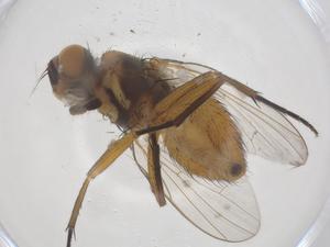  (Atherigona bidens - CBG-B12010-C02)  @11 [ ] CreativeCommons - Attribution Share - Alike (2025) Centre for Biodiversity Genomics Centre for Biodiversity Genomics