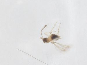  ( - CBG-B15523-A11)  @11 [ ] CreativeCommons - Attribution Share - Alike (2025) Centre for Biodiversity Genomics Centre for Biodiversity Genomics