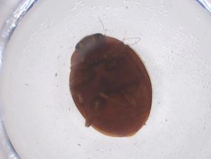  ( - CBG-B15575-D02)  @11 [ ] CreativeCommons - Attribution Share - Alike (2025) Centre for Biodiversity Genomics Centre for Biodiversity Genomics