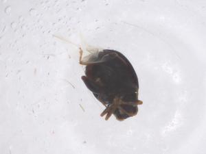  (Chaetocnema basalis - CBG-B15575-G06)  @11 [ ] CreativeCommons - Attribution Share - Alike (2025) Centre for Biodiversity Genomics Centre for Biodiversity Genomics