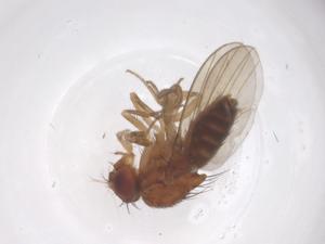  (Drosophila repletoides - CBG-B15581-A12)  @11 [ ] CreativeCommons - Attribution Share - Alike (2025) Centre for Biodiversity Genomics Centre for Biodiversity Genomics