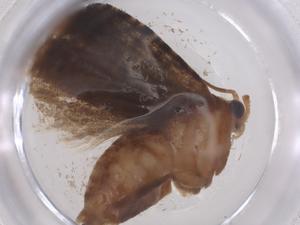  ( - CBG-B15581-F06)  @11 [ ] CreativeCommons - Attribution Share - Alike (2025) Centre for Biodiversity Genomics Centre for Biodiversity Genomics