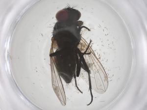  ( - CBG-B15588-A08)  @11 [ ] CreativeCommons - Attribution Share - Alike (2025) Centre for Biodiversity Genomics Centre for Biodiversity Genomics