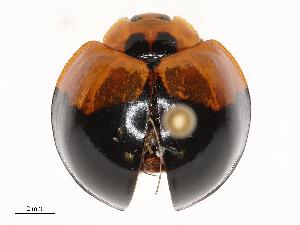  ( - CBG-B21971-F08)  @11 [ ] CreativeCommons - Attribution Share - Alike (2025) CBG Photography Group Centre for Biodiversity Genomics