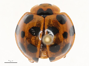  ( - CBG-B21971-F09)  @11 [ ] CreativeCommons - Attribution Share - Alike (2025) CBG Photography Group Centre for Biodiversity Genomics