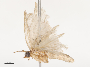  ( - CBG-B21979-A03)  @11 [ ] CreativeCommons - Attribution Share - Alike (2025) CBG Photography Group Centre for Biodiversity Genomics