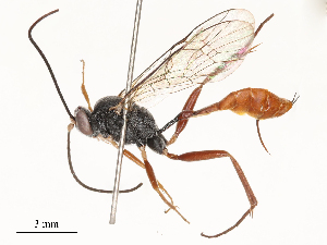  ( - CBG-B21980-F09)  @11 [ ] CreativeCommons - Attribution Share - Alike (2025) CBG Photography Group Centre for Biodiversity Genomics