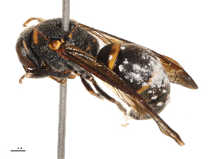  (Stenodyneriellus capillus - CBG-B21981-B09)  @11 [ ] CreativeCommons - Attribution Share - Alike (2025) CBG Photography Group Centre for Biodiversity Genomics