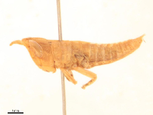  ( - CBG-B21985-F05)  @11 [ ] CreativeCommons - Attribution Share - Alike (2025) CBG Photography Group Centre for Biodiversity Genomics