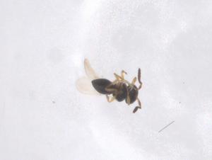  ( - CBG-B22216-B06)  @11 [ ] CreativeCommons - Attribution Share - Alike (2025) Centre for Biodiversity Genomics Centre for Biodiversity Genomics