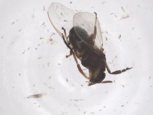  ( - CBG-B23776-A02)  @11 [ ] CreativeCommons - Attribution Share - Alike (2025) Centre for Biodiversity Genomics Centre for Biodiversity Genomics