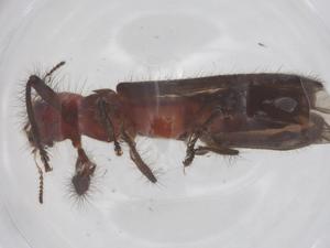  (Cladiscus - CBG-B23778-D05)  @11 [ ] CreativeCommons - Attribution Share - Alike (2025) Centre for Biodiversity Genomics Centre for Biodiversity Genomics