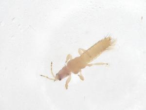  ( - CBG-B23820-B01)  @11 [ ] CreativeCommons - Attribution Share - Alike (2025) Centre for Biodiversity Genomics Centre for Biodiversity Genomics