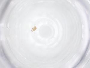  ( - CBG-B23820-H09)  @11 [ ] CreativeCommons - Attribution Share - Alike (2025) Centre for Biodiversity Genomics Centre for Biodiversity Genomics