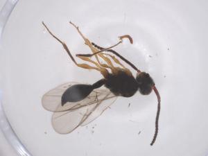  ( - CBG-B23828-D10)  @11 [ ] CreativeCommons - Attribution Share - Alike (2025) Centre for Biodiversity Genomics Centre for Biodiversity Genomics