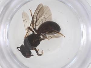  ( - CBG-B23829-B07)  @11 [ ] CreativeCommons - Attribution Share - Alike (2025) Centre for Biodiversity Genomics Centre for Biodiversity Genomics