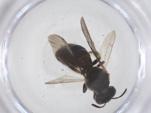  ( - CBG-B23829-F09)  @11 [ ] CreativeCommons - Attribution Share - Alike (2025) Centre for Biodiversity Genomics Centre for Biodiversity Genomics