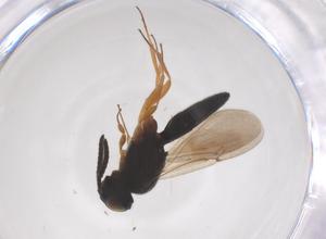  ( - CBG-B23831-G12)  @11 [ ] CreativeCommons - Attribution Share - Alike (2025) Centre for Biodiversity Genomics Centre for Biodiversity Genomics